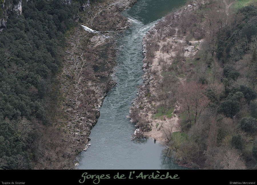 20130330_gournier_toupine2