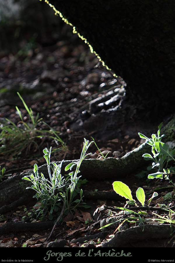 20130330_belvmadeleine2