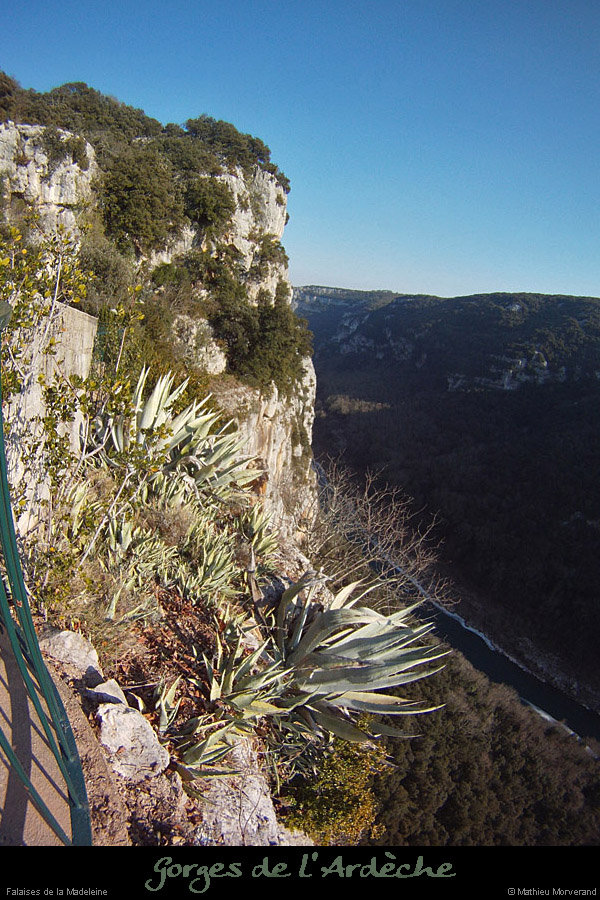 20120215_viremadeleine