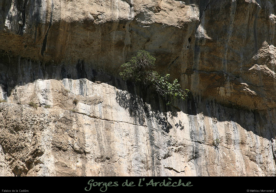 20090804_cadieregenevrier
