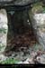 20151230_dolmenchanet2malbosc08