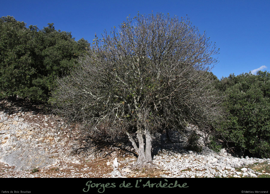 20131109_arbredeboisbouchas