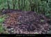 20020825_combevieille_charbonniere
