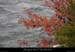 20091107_amgournierrg2