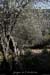 20130801_gaud_vireoliviers3