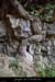 20130915_falaiseebbou_lierre1