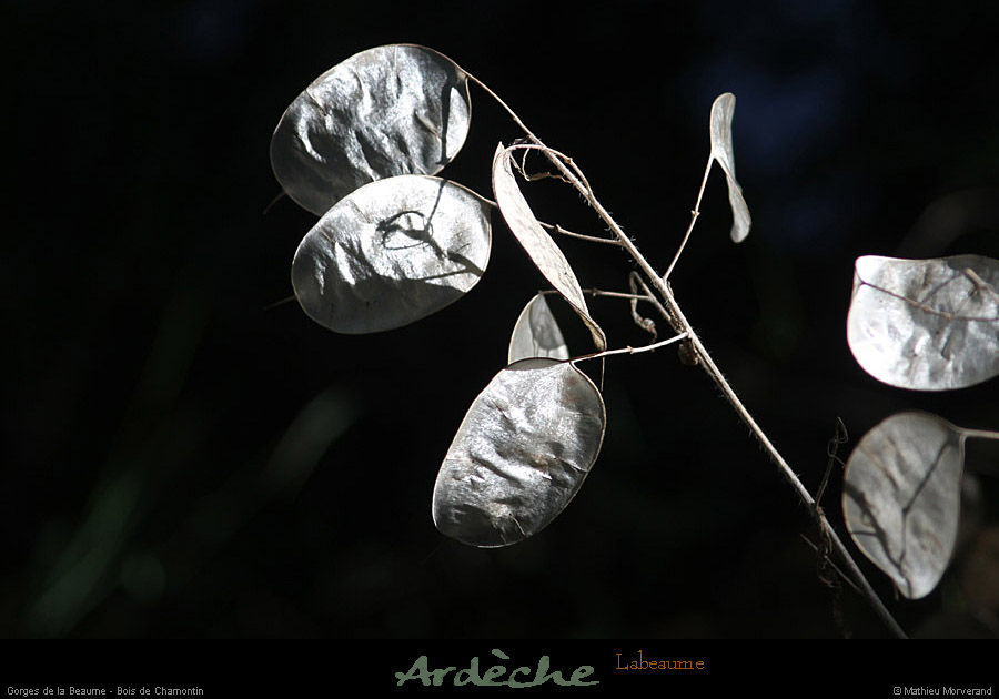 20110827_labeaume_chamontin_bois1