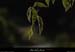 20110827_labeaume_chamontin_gorgesdelabeaume08