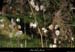 20111228_labeaume_rivessstgenest1