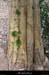 20120226_labeaume_bordsderiviere_bois