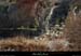 20130303_gorgesbeaume_falaisessslechelette2