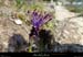 20160410_labeaumessstgenestfleur