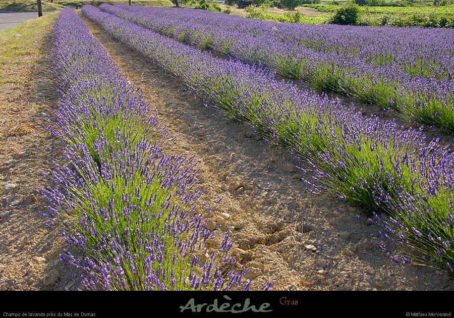 20010701_plateaudulaoul_lavande_2