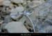 20030215_ruisseaudurimouren_glace_03