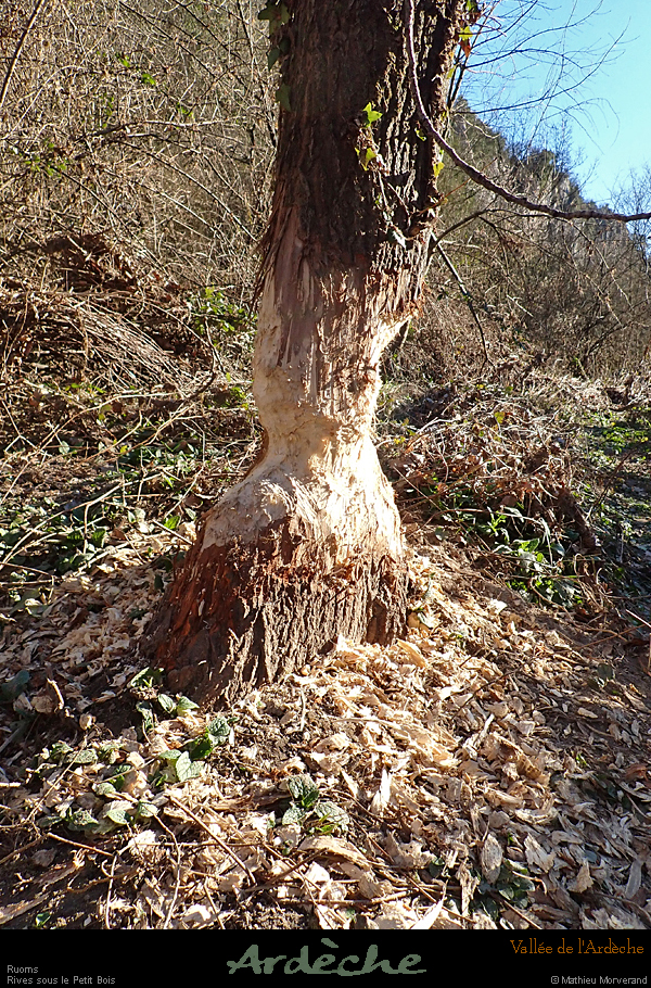 20200223_defiles_arbrecastor1