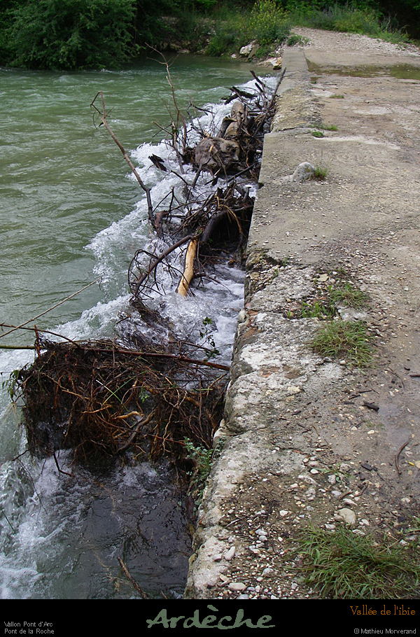 20080530_ibieptlamathe2