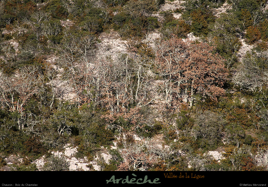 20130302_gorgesligne_chauzon_boisduchastelas2