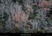 20130127_gorgesligne_boissfaussimagne