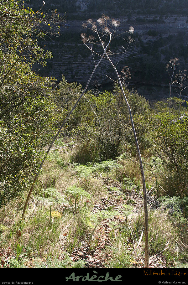 20090315_faussimagne_pentesvalleeligne2