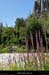 20190803_ptefaussimagne2