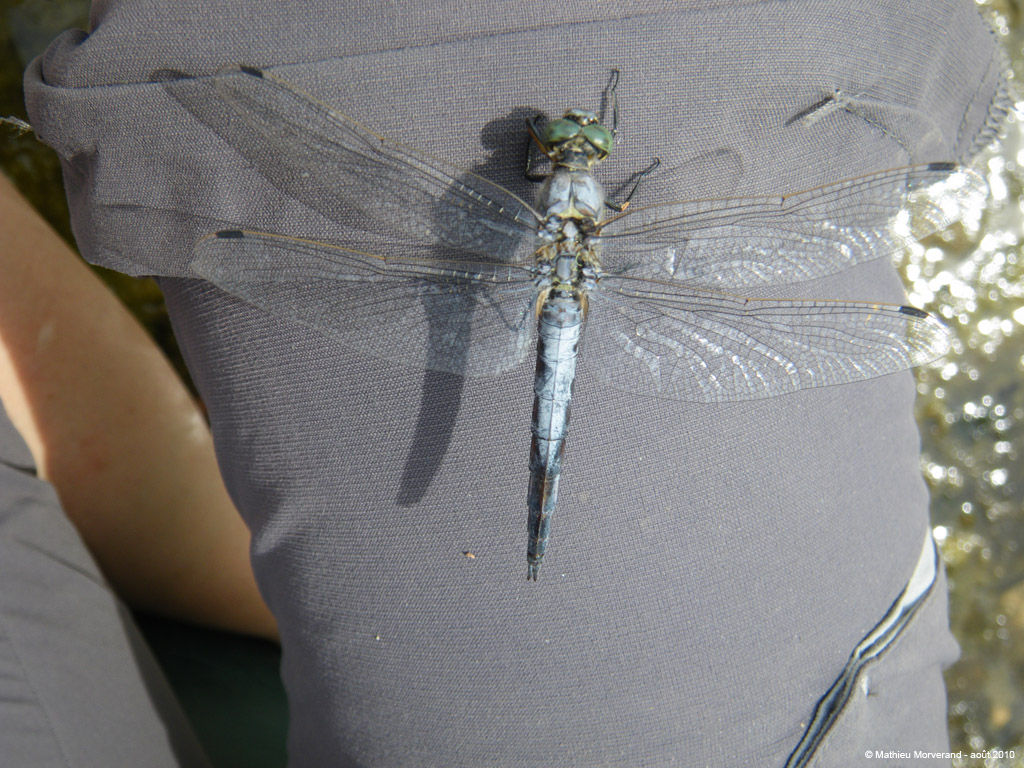 20100812_073