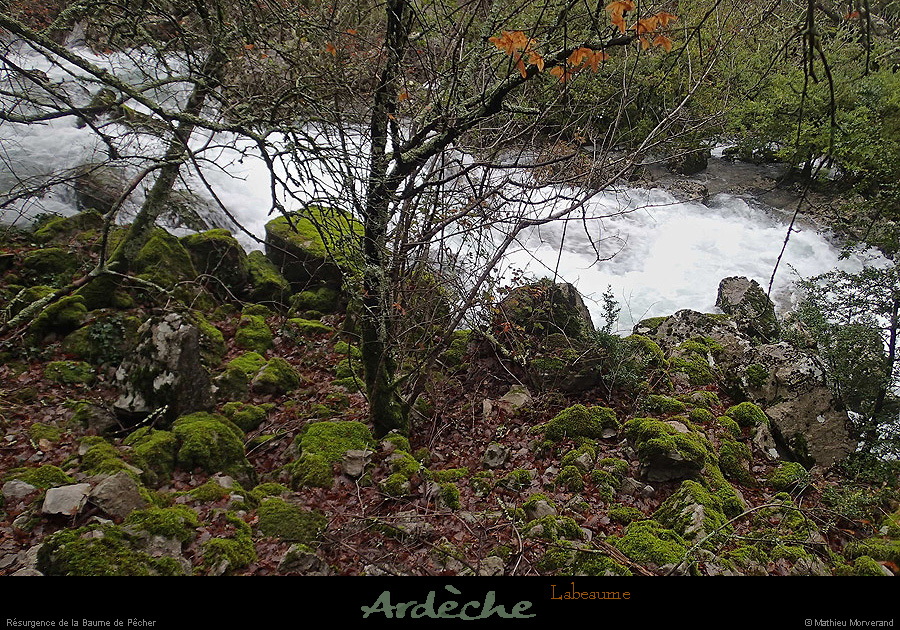 20131225_crueresurgencebaumepecher05