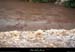20011020_crue_barrageruoms_05