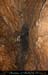 chazot0811_in202