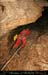 chazot0811_in205