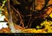 chazot0811_ptu15rg