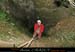 20070126_chazot16