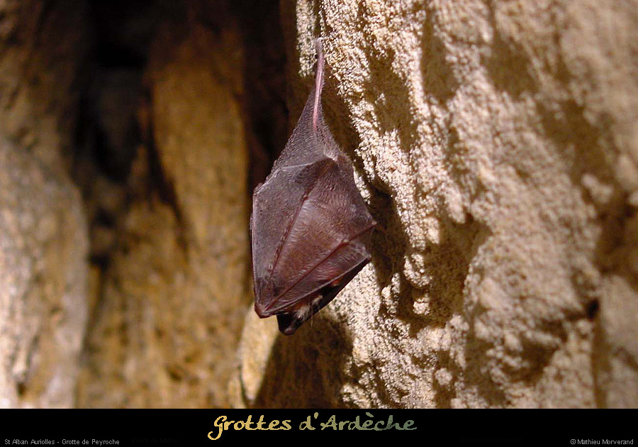 20001230_grottepeyroche_chauvesouris_1