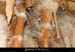 20090524_orgnac030eh