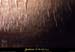 20090524_orgnac058eh