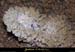 20090524_orgnac094eh