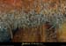 20090524_orgnac102eh