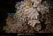 20090524_orgnac106jl