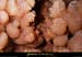 20090524_orgnac111jl