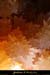 20090524_orgnac112jl