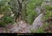 20010809_baumederonze_chemind'acces