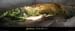 20051023_baumederonze_c1_pano1