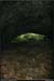 20051023_baumederonze_c2_1