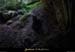 20100516_baumederonze2