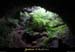20100615_baumederonze4