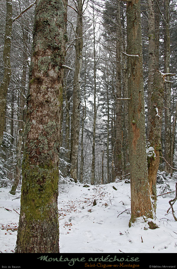 20110130_stcirgues_boisdebauzon4