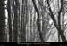 20110130_crosdegeorand_boisdebauzon3